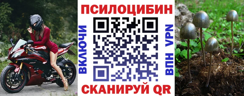купить OMG как войти Псилоцибиновые грибы Cubensis Геленджик
