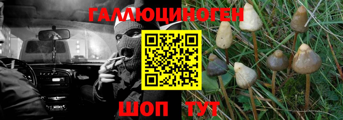 Геленджик  Псилоцибиновые грибы MAGIC MUSHROOMS  Вход с VPN 